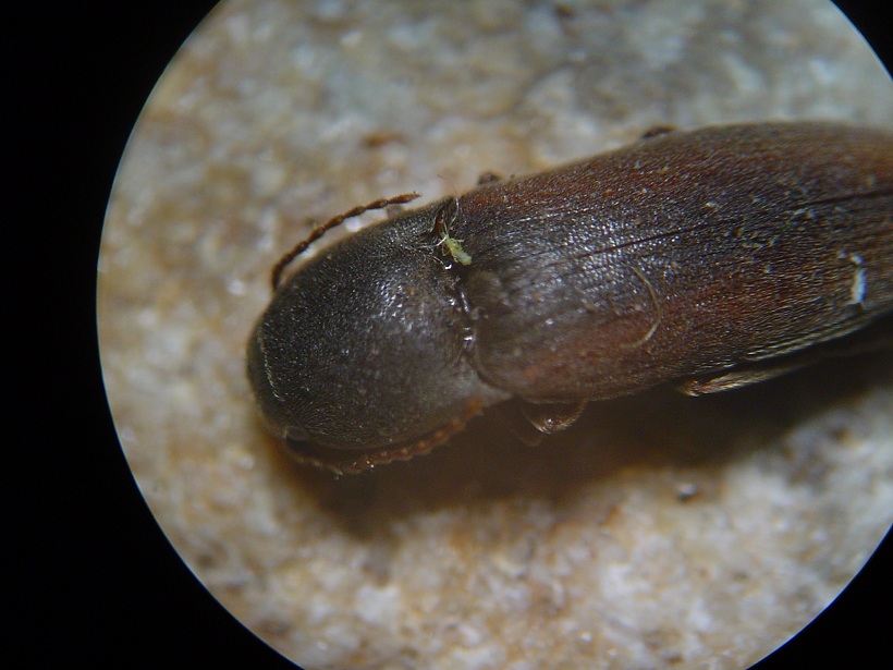 Elateridae from Spain